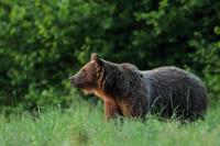 Brown bear