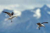 Larus dominicanus