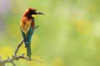 Merops apiaster