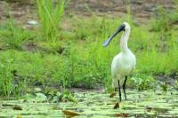 Platalea regia