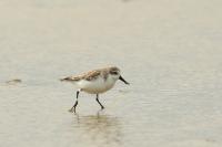 Calidris pygmaea