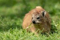 Bush hyrax