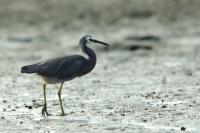 Egretta novaehollandiae