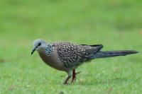 Streptopelia chinensis