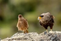 Caracara plancus