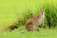 Agile wallaby