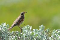 Turdus iliacus