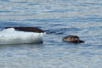 Eurasian otter