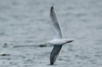 Larus marinus