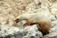 South American sea lion