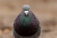 Columba livia domestica