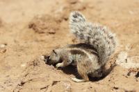 Barbary ground squirrel