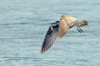 Larus michahellis