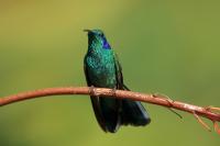 Colibri thalassinus