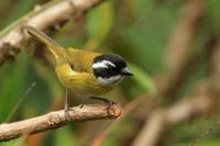 Chlorospingus pileatus