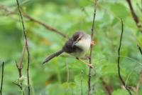 Prinia inornata