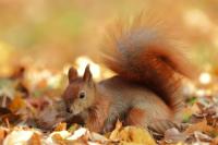 Red squirrel