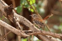 Cercotrichas leucophrys  