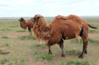 Bactrian camel