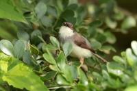 Prinia hodgsonii