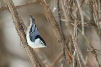 Canada-FAUNA