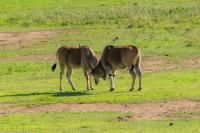 Common eland