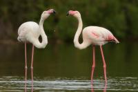 Phoenicopterus roseus