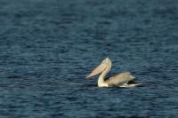 Pelecanus crispus