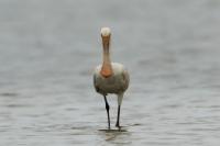 Platalea leucorodia