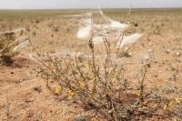 Mongolia flora