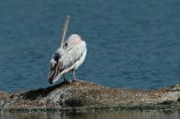 Pelecanus philippensis