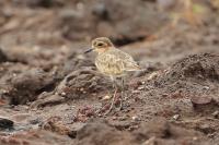 Charadrius pecuarius