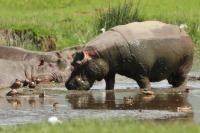 Common hippopotamus