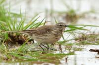 Anthus spinoletta