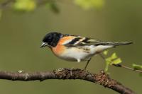 Fringilla montifringilla