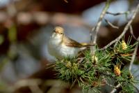 Phylloscopus bonelli