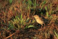 Anthus rufulus