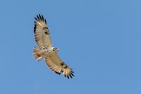 Buteo augur