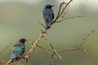 Lamprotornis nitens