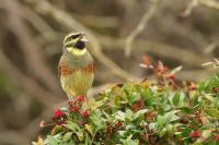 Italy-FAUNA