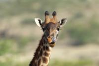 Masai giraffe