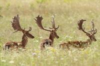 Fallow deer