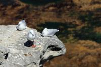 Larus novaehollandie