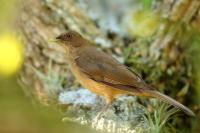 Turdus grayi