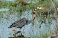 Ardea purpurea