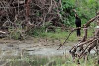 Anhinga melanogaster