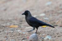 Corvus splendens