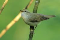 Phylloscopus trochiloides