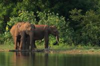 Sri Lankan elephant