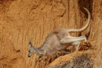 Eastern grey kangaroo